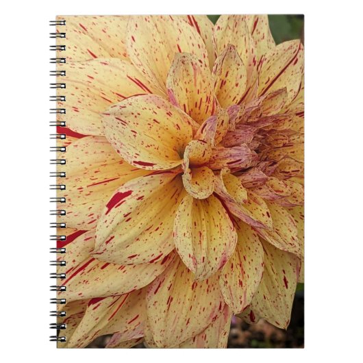 Gele en rode Dahlia bloemen Notitieboek (Voorkant)