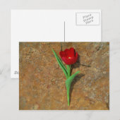 gele en rode tulp briefkaart (Voorkant / Achterkant)