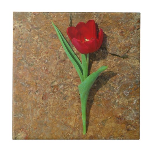 gele en rode tulp tegeltje (Voorkant)