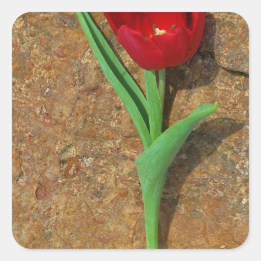 gele en rode tulp vierkante sticker (Voorkant)