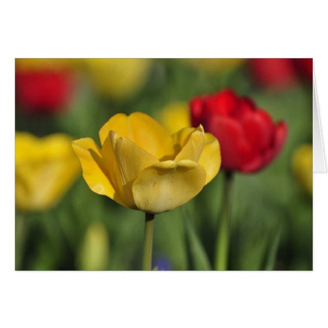 Gele en rode tulpen (Voorkant Horizontaal)