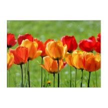 Gele en rode tulpen