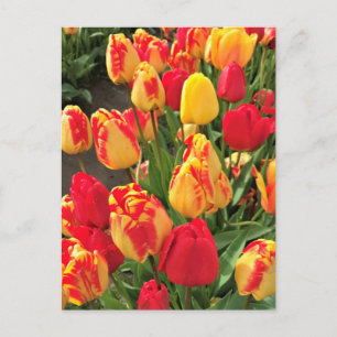 Gele en rode tulpen briefkaart