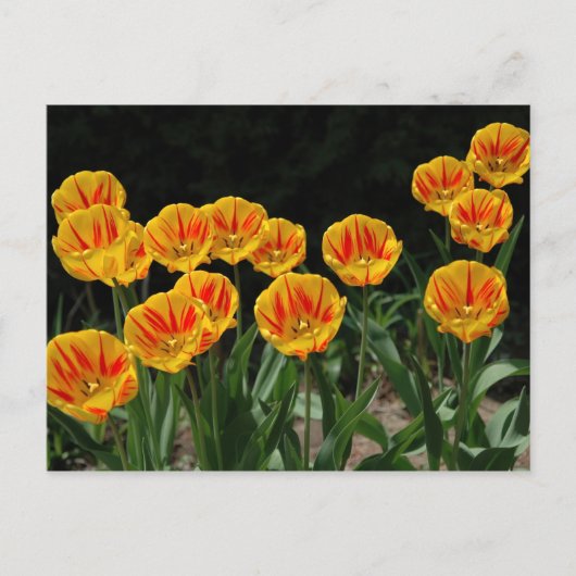 Gele en rode tulpen briefkaart (Voorkant)