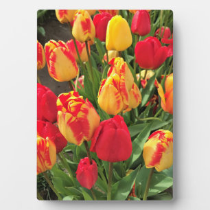 Gele en rode tulpen fotoplaat