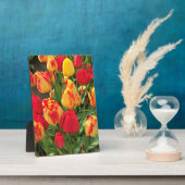 Gele en rode tulpen fotoplaat (Zijkant)