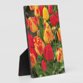 Gele en rode tulpen fotoplaat (Zijkant)