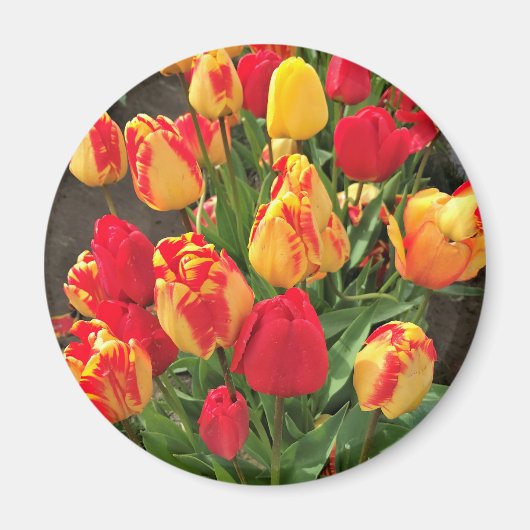 Gele en rode tulpen magneet (Voorkant)