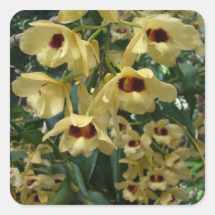 Gele en wijnrode orchideeën Elegante bloemen Vierkante Sticker
