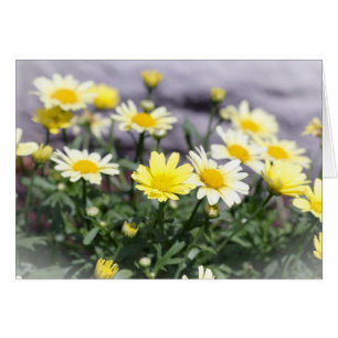 Gele en witte dagbloemen
