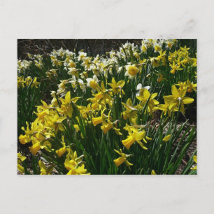 Gele en witte deffodils Spring Flowers Briefkaart