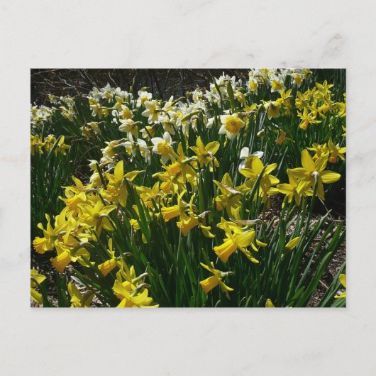 Gele en witte deffodils Spring Flowers Briefkaart (Voorkant)