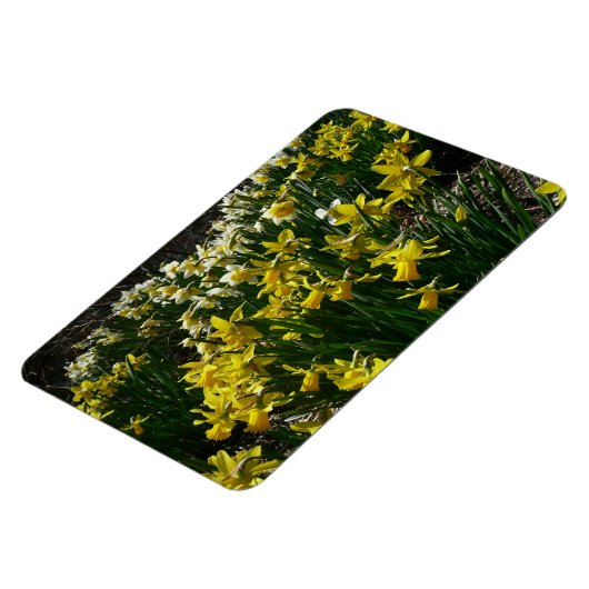 Gele en witte deffodils Spring Flowers Magneet (Linkerzijde)