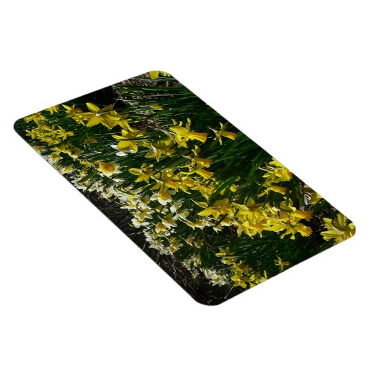 Gele en witte deffodils Spring Flowers Magneet (Rechterzijde)