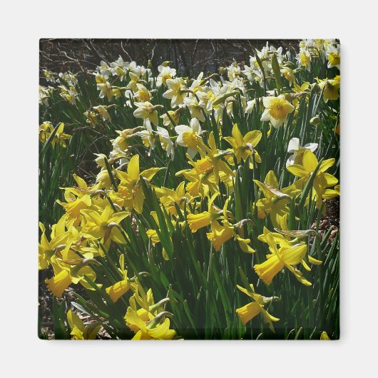 Gele en witte deffodils Spring Flowers Magneet (Voorkant)