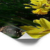 Gele en witte deffodils Spring Flowers Perfect Poster (Hoek)
