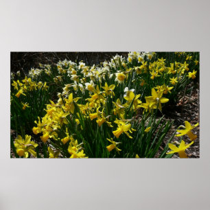 Gele en witte deffodils Spring Flowers Poster