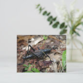 Gele en Zwarte Veenmol Briefkaart (Staand voorkant)