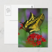 Gele en zwarte vlinder briefkaart (Voorkant / Achterkant)