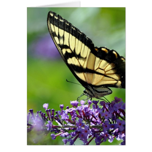 Gele en zwarte vlinder op lavender (Voorkant)