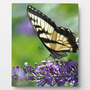 Gele en zwarte vlinder op lavender fotoplaat