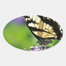 Gele en zwarte vlinder op lavender