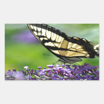 Gele en zwarte vlinder op lavender