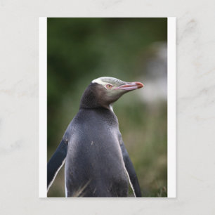 Gele eogige pinguïn Nieuw-Zeeland Briefkaart