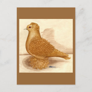 Gele Frillback Pigeon Briefkaart