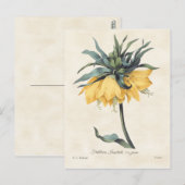 Gele Fritillaria Botanisch Briefkaart (Voorkant / Achterkant)