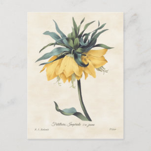 Gele Fritillaria  Botanisch Briefkaart