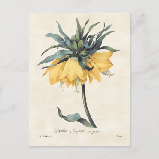 Gele Fritillaria Botanisch Briefkaart (Voorkant)