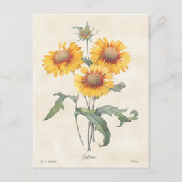 Gele Gaillardia Botanische illustratie Briefkaart