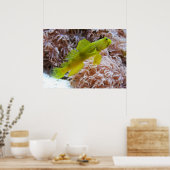 Gele garnaal poster (Keuken)