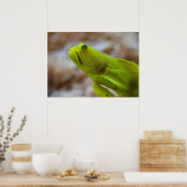 Gele garnaal poster (Keuken)