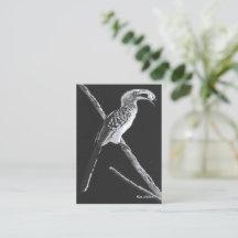 Gele gefactureerde hornbill, Kalahari Animal Bladw