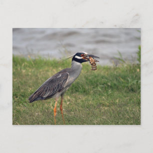 Gele gekroonde nachtreiger die een Crawdad eet Briefkaart
