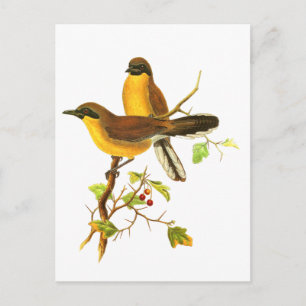 Gele gelooide Laughingthrush Briefkaart