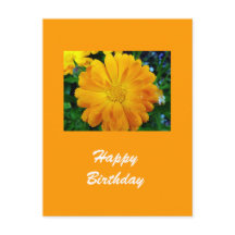 Gele Gerbera Daisy Flower