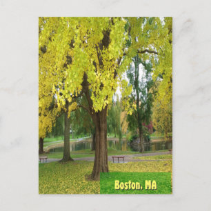Gele Gingko Tree - Boston Public Garden Briefkaart