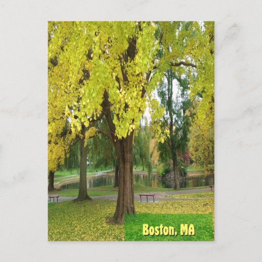 Gele Gingko Tree - Boston Public Garden Briefkaart (Voorkant)