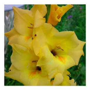Gele Gladiola Poster Perfect Poster