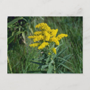 gele goudbloemen (Solidago Sp.) Briefkaart