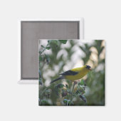 gele goudvinkmagneet magneet (Voorkant / Achterkant)