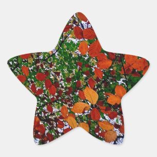 Gele, groene en bruine bladeren ster sticker