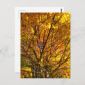 Gele Herfst Foliage Briefkaart (Voorkant / Achterkant)