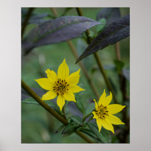 Gele herfstbloem poster