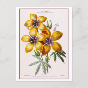 Gele Hibiscus Bloem Botanische Tekening Briefkaart