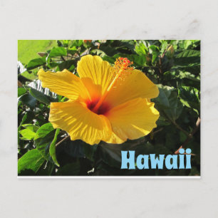 Gele Hibiscus Bloem Hawaii Ansichtkaart Briefkaart