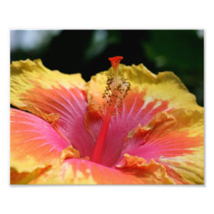 Gele Hibiscus bloemblaadjes 10x8 bloem Foto Afdruk